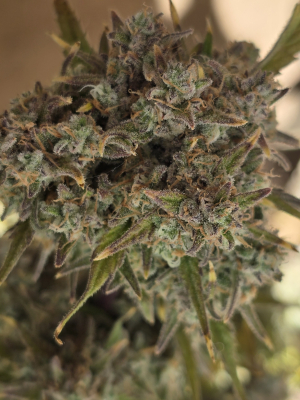 Image #17112506465470785