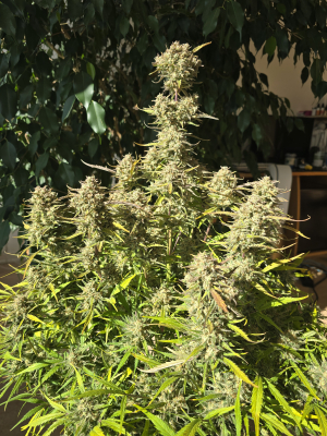 Image #17112540984786285