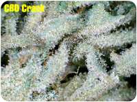 An image of CBD Crack