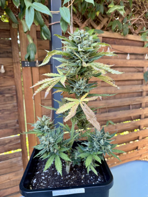 CBD Crack's picture by OBSESSION