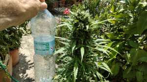 Gorilla Zkittlez Auto's picture by GratefulUndead2