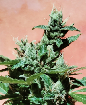 Gorilla Zkittlez Auto's picture by GratefulUndead2