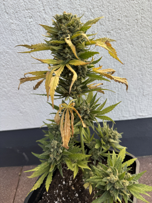 Green Crack's picture by OBSESSION
