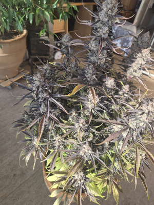 Image #07012642724747837