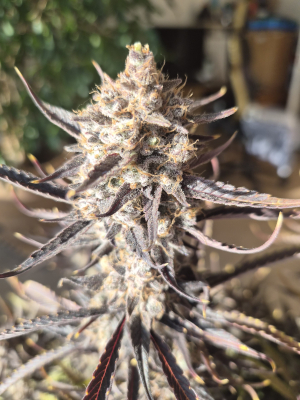 Image #07012668396935112