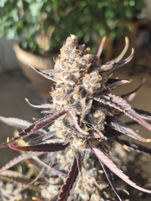 Image #07012680315138535