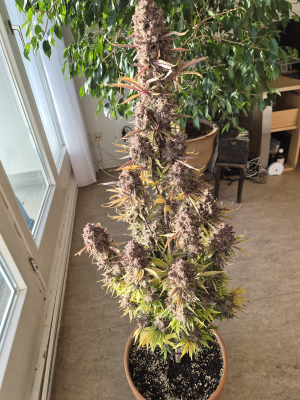 Image #07012637008881964