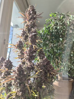 Image #07012648280392440