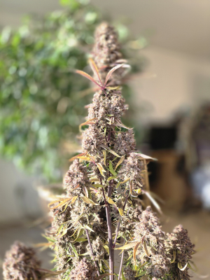 Image #07012654929958611