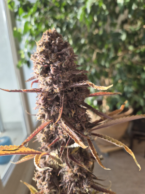 Image #30012602990331768