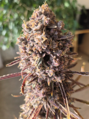 Image #30012604433360533