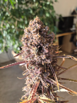 Image #30012639007360857