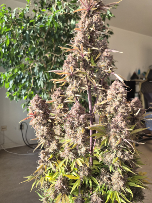 Image #30012675941710309