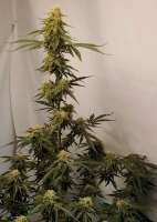 An image of Moby Dick Auto