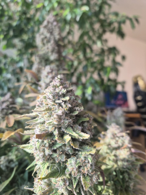 Tropicana Cookies Auto's picture by Olivenbaum