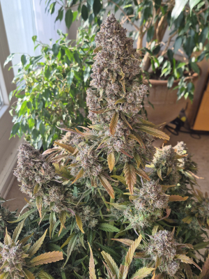 An image of Tropicana Cookies Auto