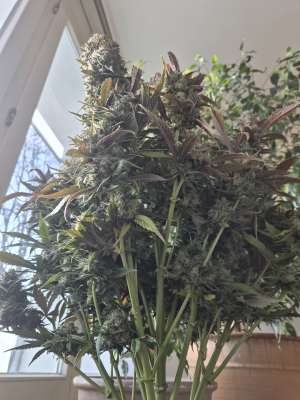 Tropicana Cookies Auto's picture by Olivenbaum