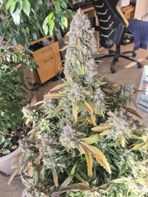 An image of Tropicana Cookies Auto