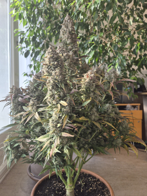 Image #29012644758075076