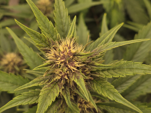 Wedding Cheesecake Auto's picture by Olivenbaum