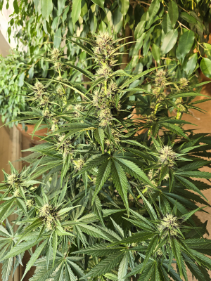 Wedding Cheesecake Auto's picture by Olivenbaum