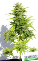 An image of AK47 Autoflowering