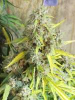 An image of Hawaiian Sativa