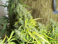 An image of Hawaiian Sativa