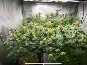 An image of Outdoor Grapefruit