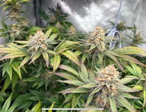 An image of Outdoor Grapefruit