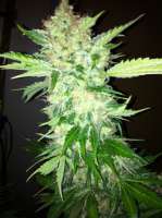 An image of White Widow