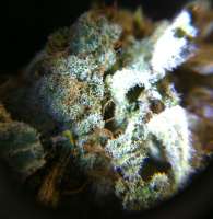 An image of White Widow