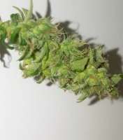 Image #16032115853091725