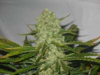 An image of White Widow