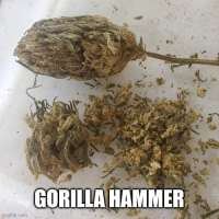 An image of Gorilla Hammer