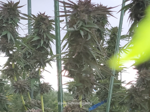 An image of Cherry West Bx