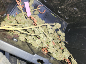 An image of Cherry West Bx