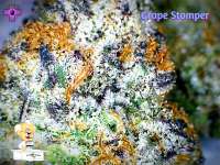 An image of Grape Stomper