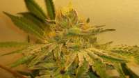 An image of Mendo Breath F3 VM