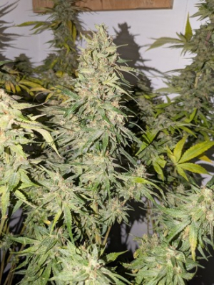 An image of Super Sour Strawberry Diesel