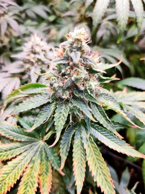 Image #28122511033422106