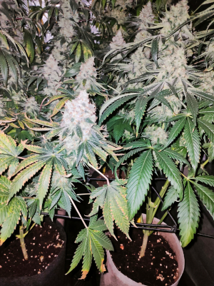 Image #28122547294737919