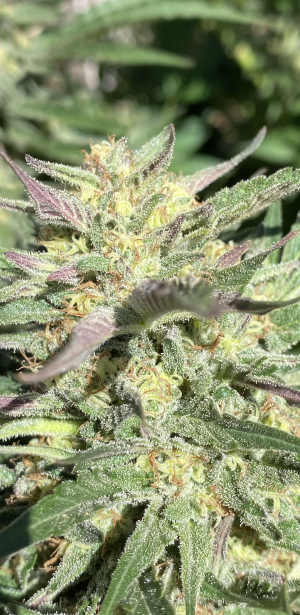 An image of Trippy Churro