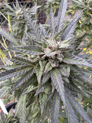 Image #22112589294073068