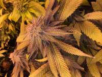 An image of Grand Daddy Purp