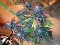 An image of Grand Daddy Purp