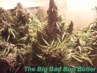 An image of Automatic Mega Bud