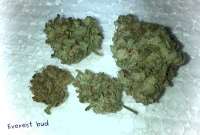 An image of Everest Bud