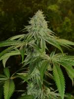 An image of Tenzin Kush #4 x Ancient OG