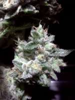 An image of Bubba Kush